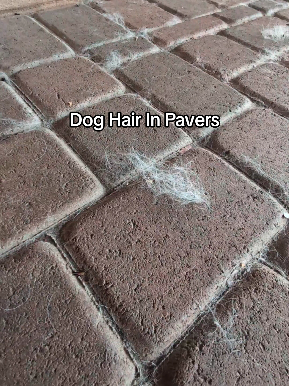 Dog Hair in Pavers? How to Clean, Vacuum & Seal Pet-Friendly Patios in San Diego